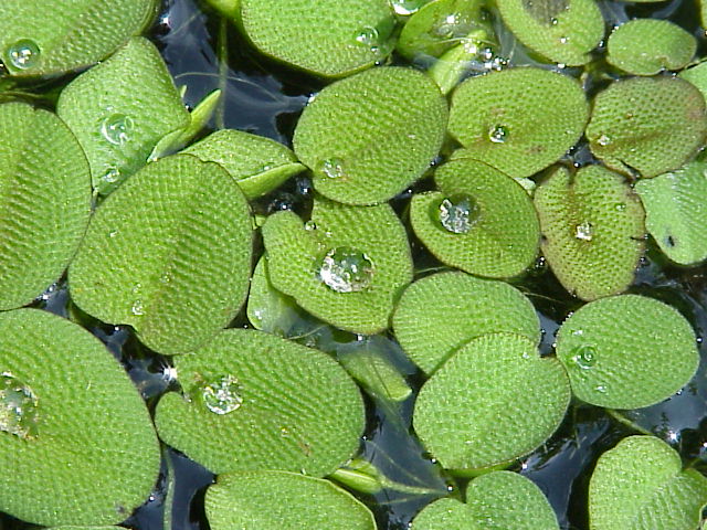 salvinia minima